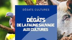 DEGATS FAUNE SAUVAGE AUX CULTURES